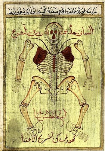 Anatomy of the skeleton, attributed to Avicenna (Persian, c. 980-1037).